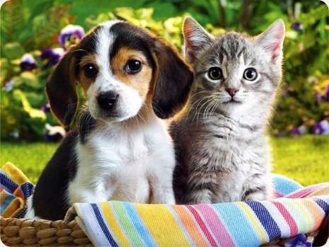 cat and dog thumb Animais de estimação: quais os melhores para quem mora sozinho?