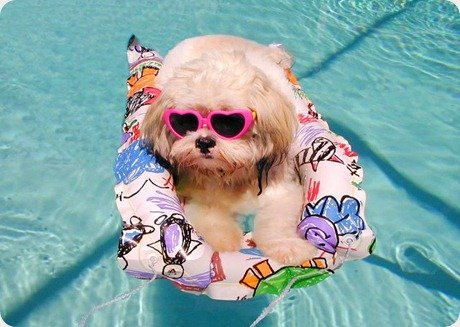 cachorro-piscina