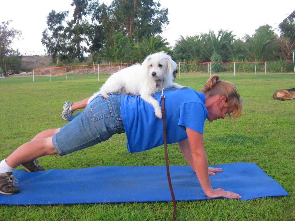 exercicios cachorro