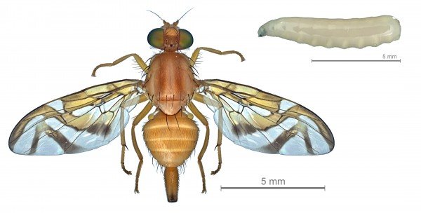 Larva do Bicho da Goiaba: Anastrepha Obliqua