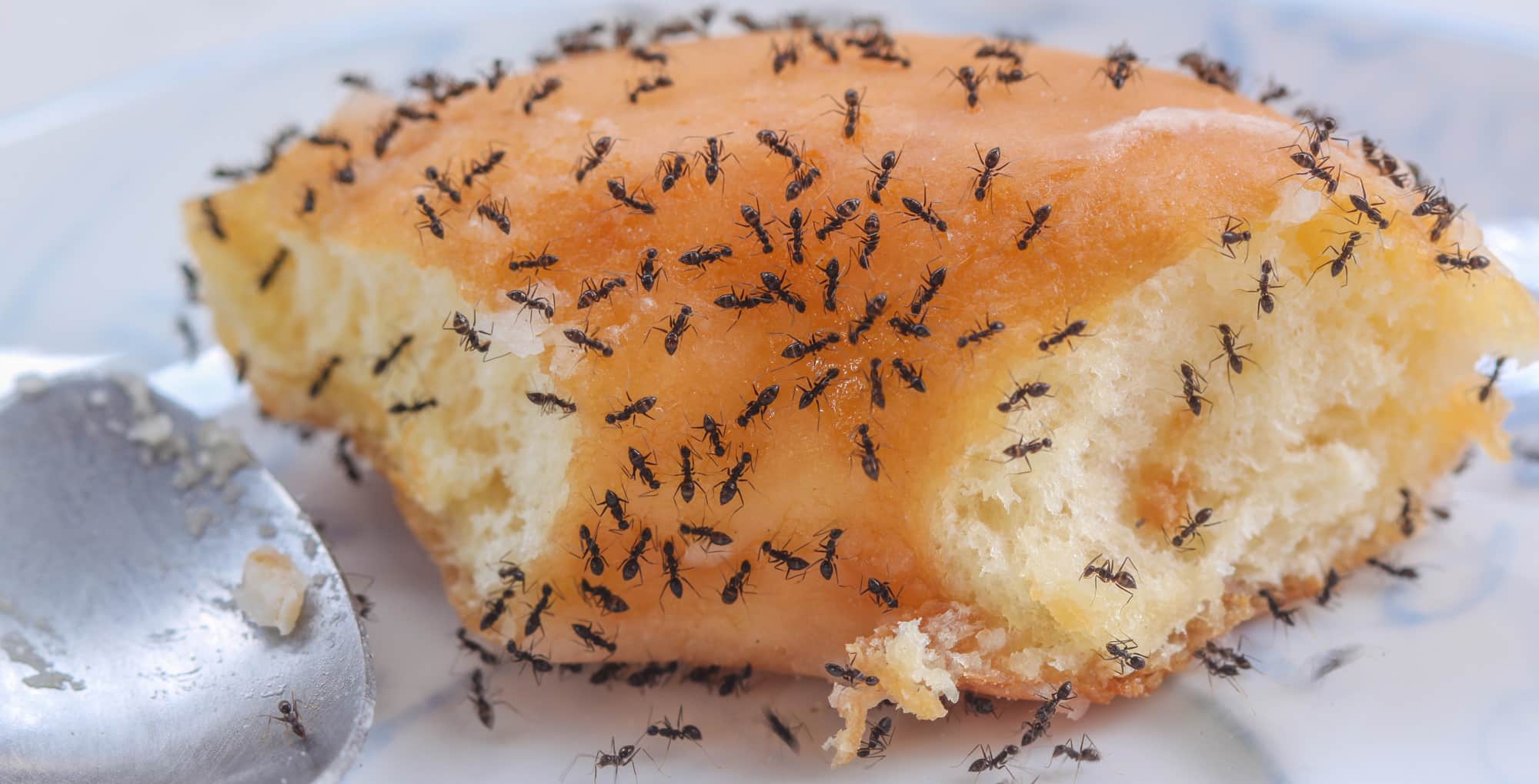 Aprenda a se livrar das formigas e dê adeus a esse problema